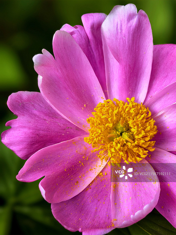 花花视界:爱情之花北京颐和园，芍药花园非常的美。芍药被人们誉为“花仙”和“花相”，又被称为“五月花图片素材