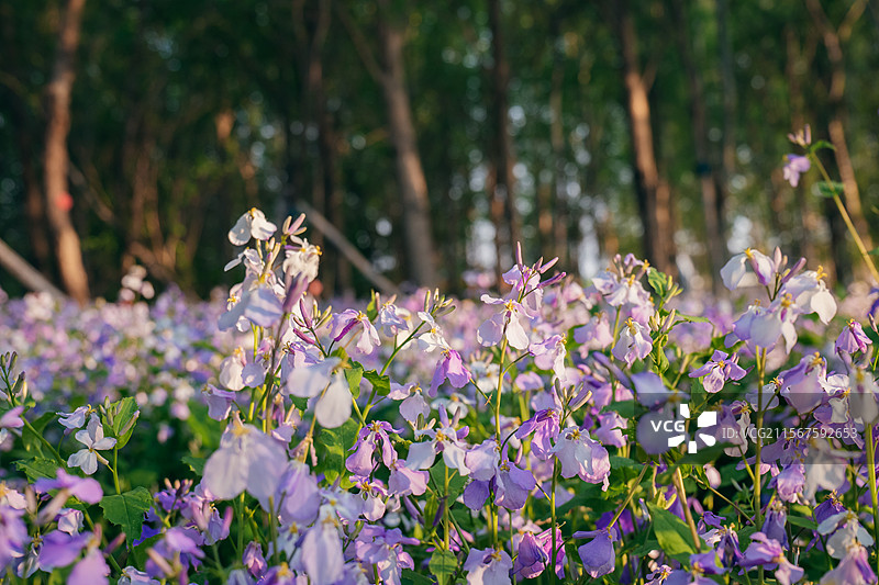 长春北湖国家湿地公园的二月兰花海图片素材