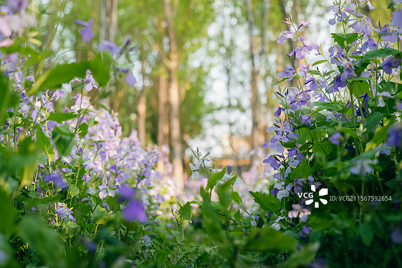 长春北湖国家湿地公园的二月兰花海图片素材