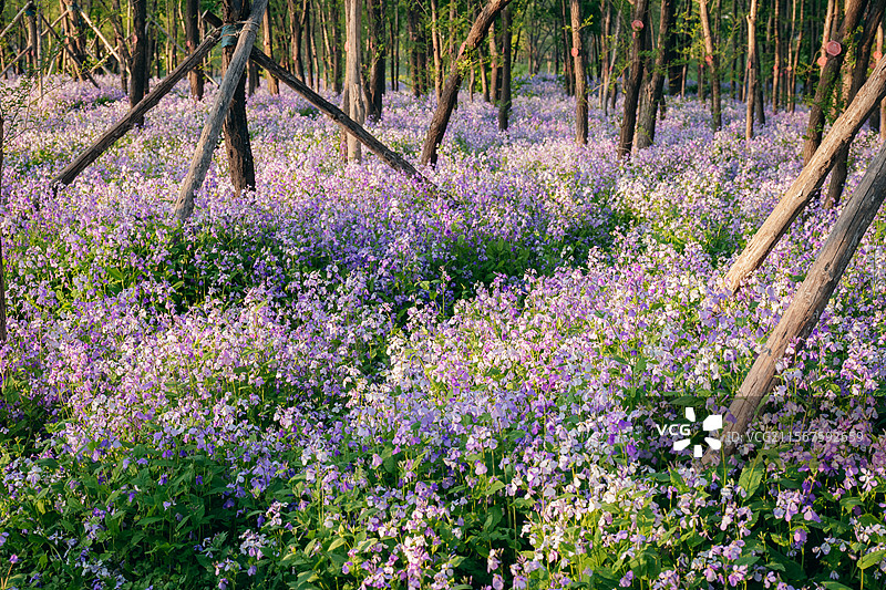 长春北湖国家湿地公园的二月兰花海图片素材