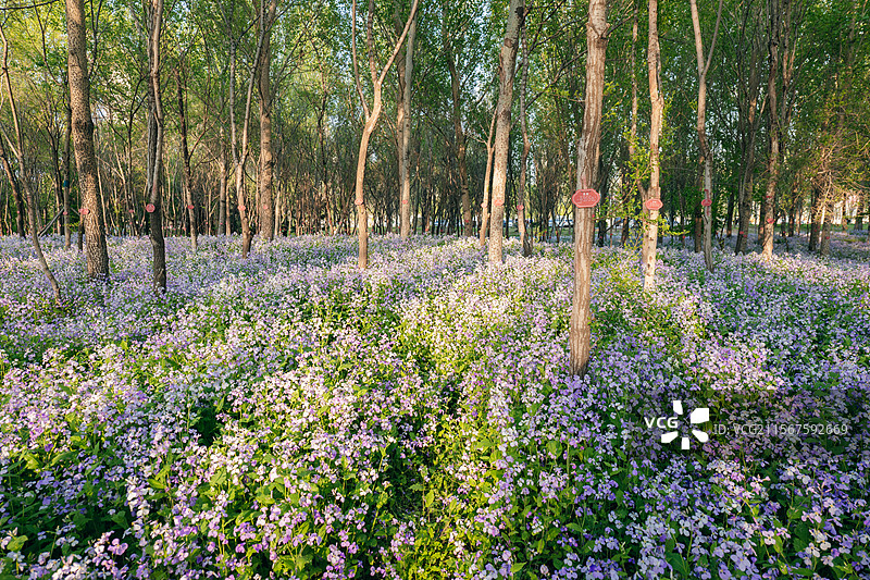 长春北湖国家湿地公园的二月兰花海图片素材