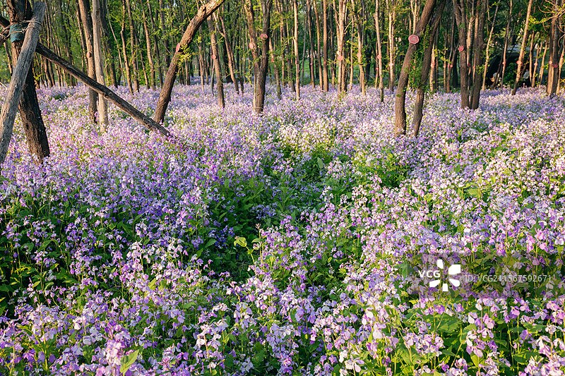 长春北湖国家湿地公园的二月兰花海图片素材
