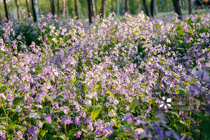 长春北湖国家湿地公园的二月兰花海图片素材