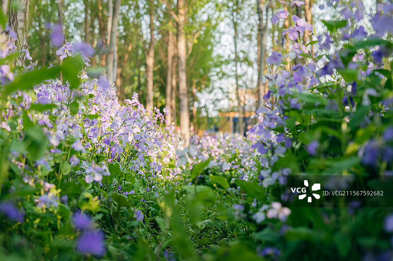 长春北湖国家湿地公园的二月兰花海图片素材