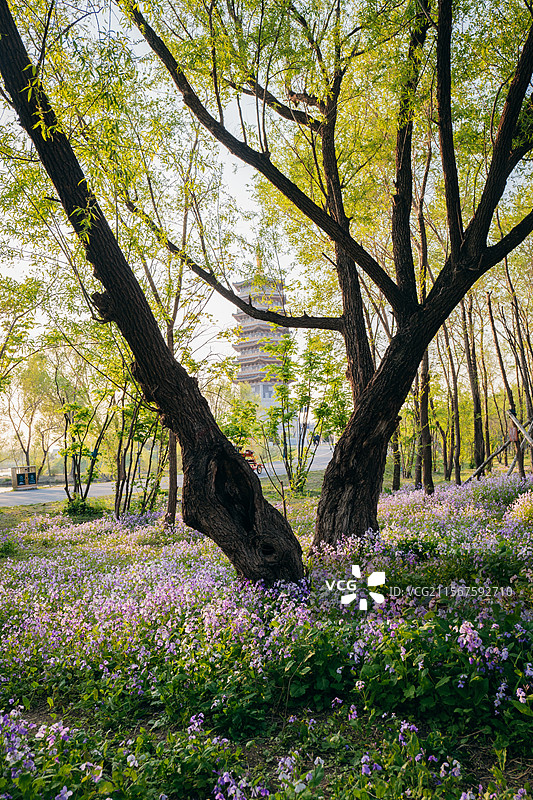 长春北湖国家湿地公园，佑国塔与二月兰花海图片素材