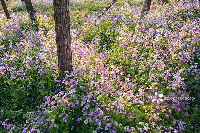 长春北湖国家湿地公园的二月兰花海图片素材