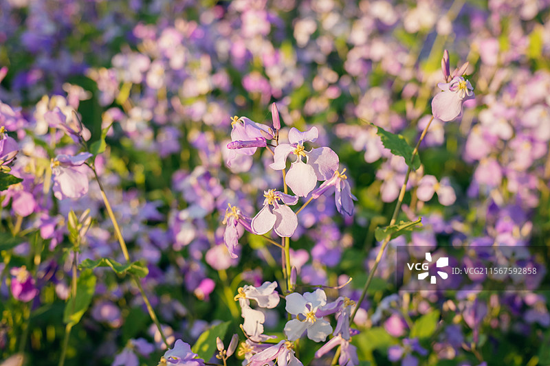 长春北湖国家湿地公园的二月兰花海图片素材