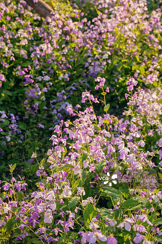 长春北湖国家湿地公园的二月兰花海图片素材