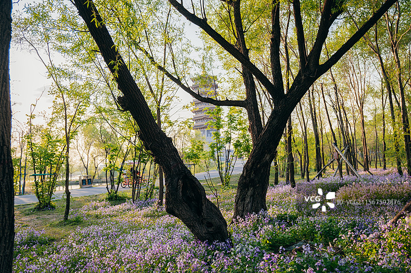 长春北湖国家湿地公园，佑国塔与二月兰花海图片素材