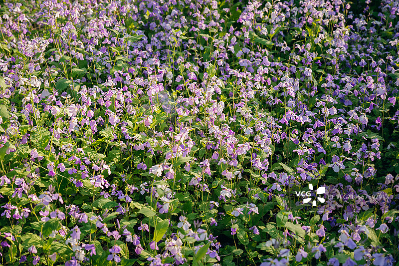 长春北湖国家湿地公园的二月兰花海图片素材