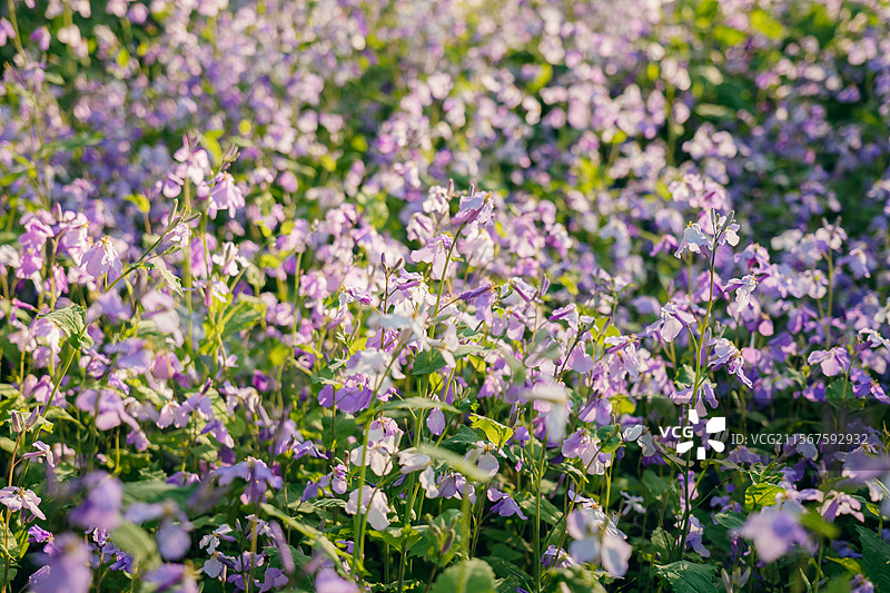 长春北湖国家湿地公园的二月兰花海图片素材