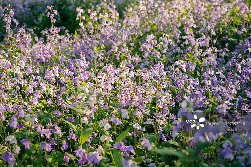 长春北湖国家湿地公园的二月兰花海图片素材