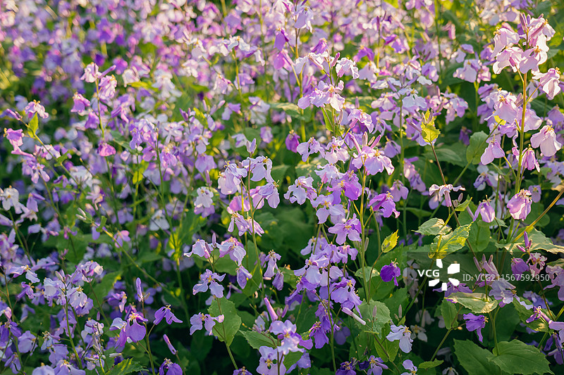 长春北湖国家湿地公园的二月兰花海图片素材