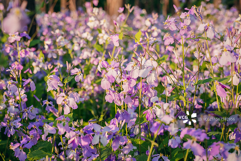 长春北湖国家湿地公园的二月兰花海图片素材