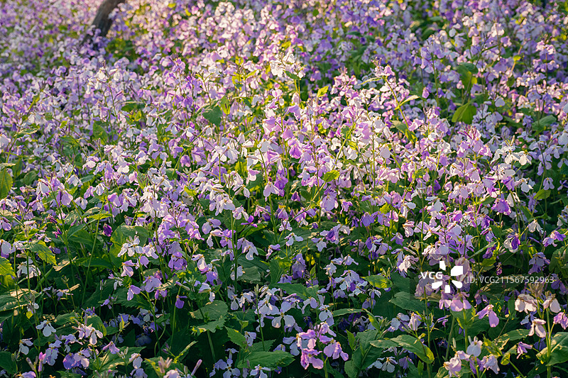 长春北湖国家湿地公园的二月兰花海图片素材