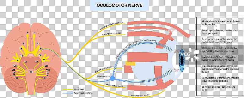 动眼神经海报图片素材