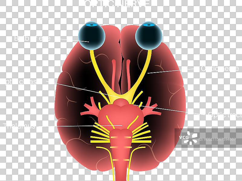 视神经解剖学图片素材