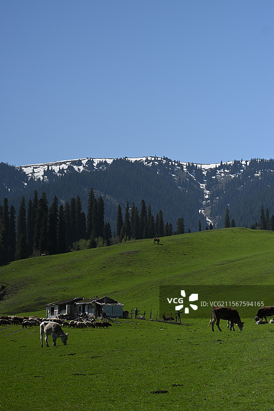 那拉提的雪山与草地图片素材