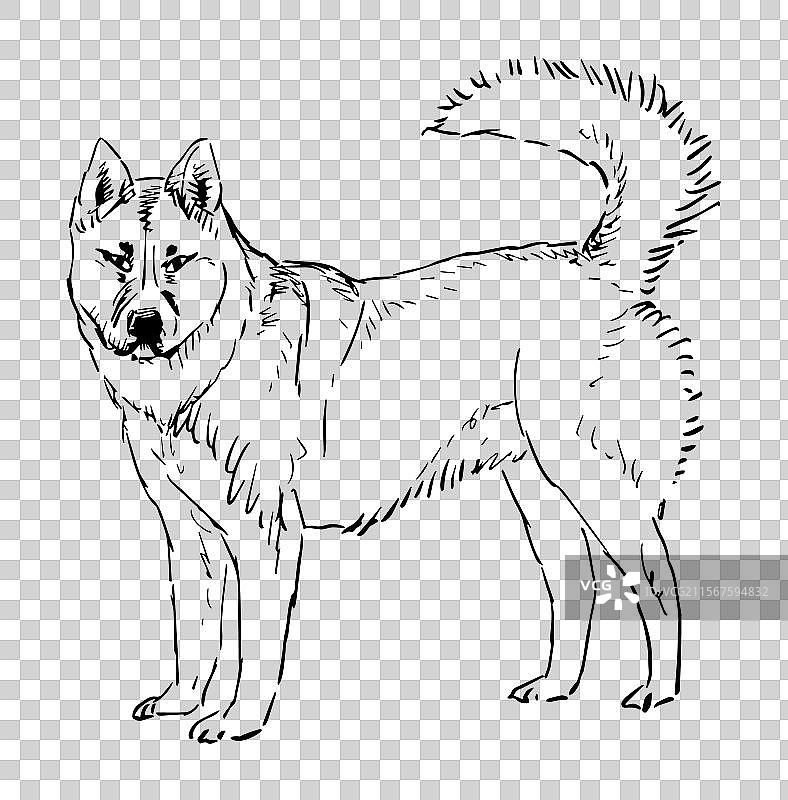 一只站立的守卫犬的轮廓手绘图图片素材