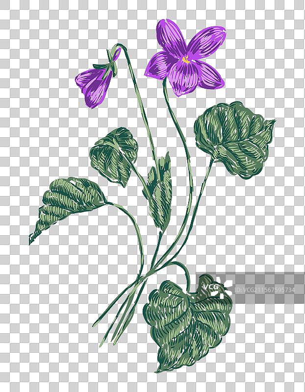 精致的春季野花素描：紫罗兰雏菊图片素材