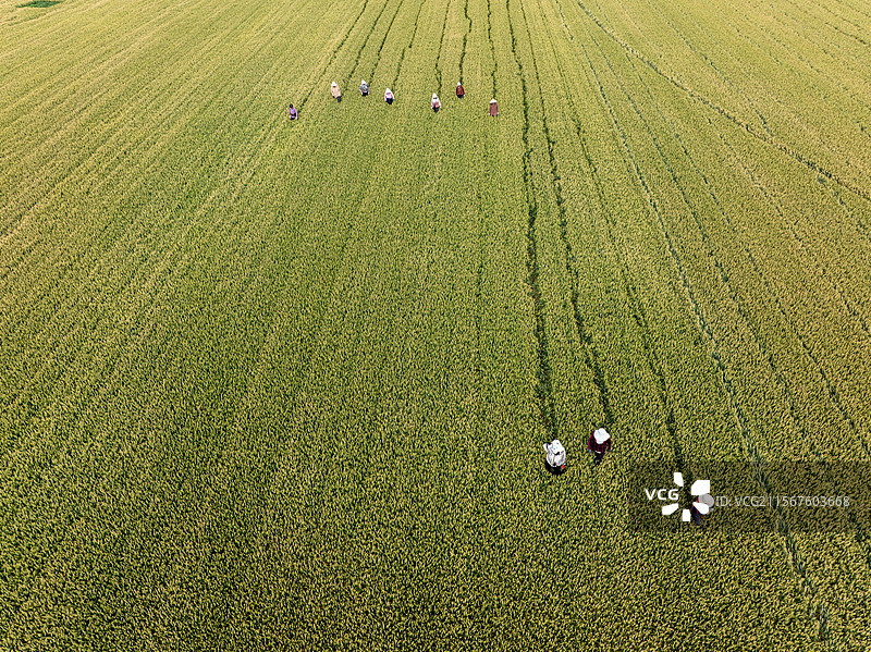 河南周口 商水县 高标准农田 育种基地 麦种 小麦种 小麦田 除杂作业 剔除作业图片素材
