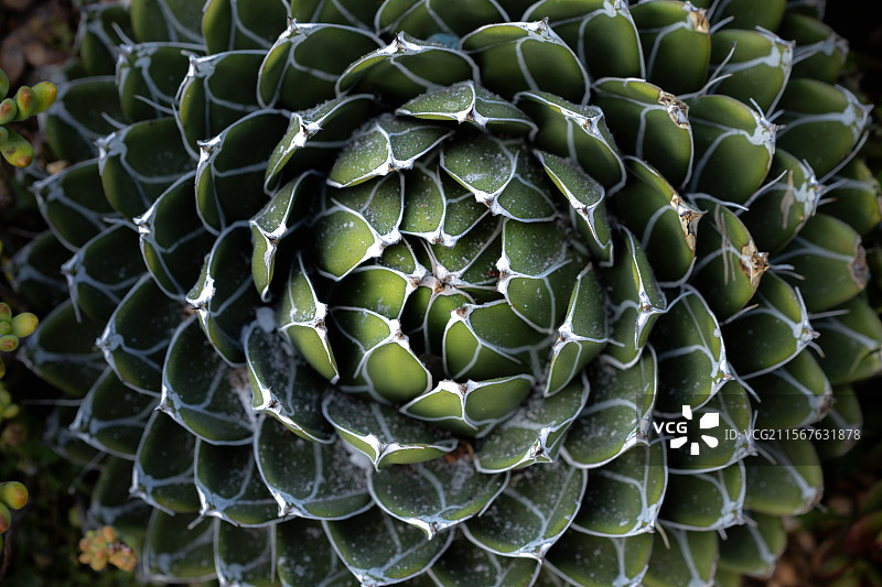 多肉植物的美丽螺旋结构特写图片素材