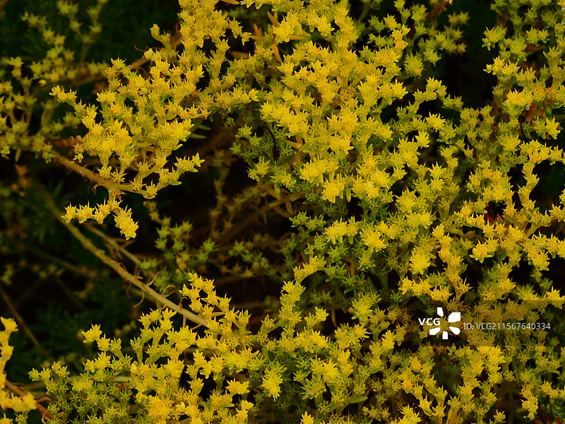 黄色的佛甲草图片素材