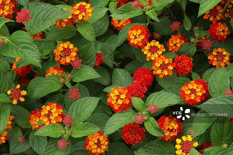 马缨丹图片素材