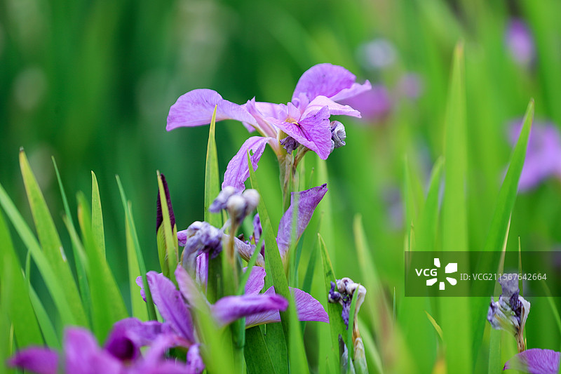 绽放在初夏时节的一簇簇鸢尾花图片素材
