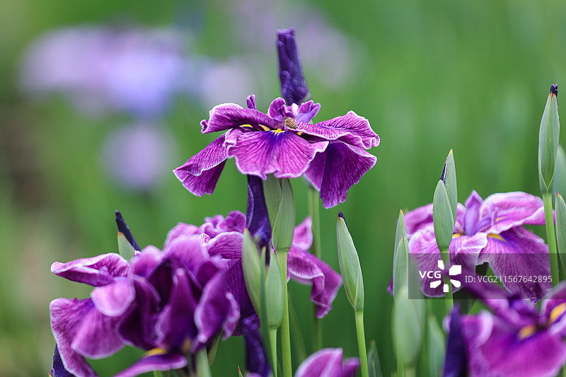 绽放在初夏时节的一簇簇鸢尾花图片素材