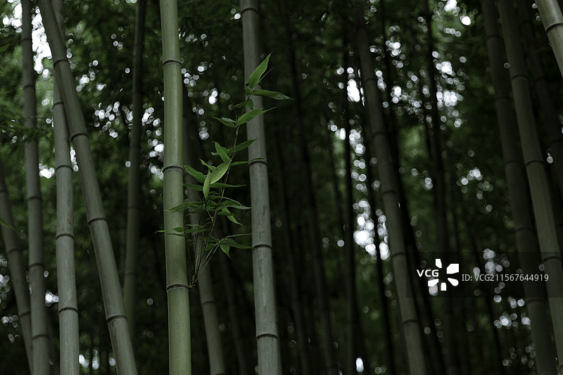 园林中式园林公园风景绿色植物美景绿植夏天郁郁葱葱养眼手机壁纸电脑壁纸电脑屏保屏保壁纸亭台小桥流水江南图片素材