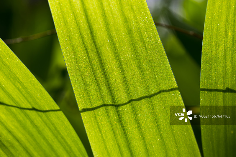 阳光下的绿色植物叶片图片素材