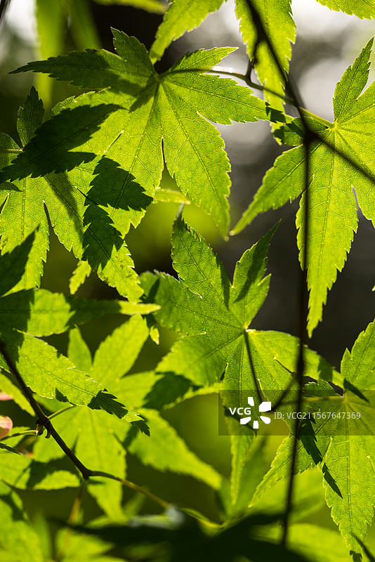 阳光下的绿色枫叶图片素材