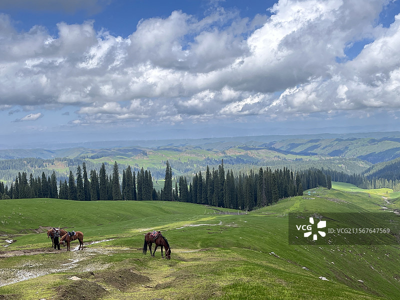 库尔德宁的草原和马图片素材