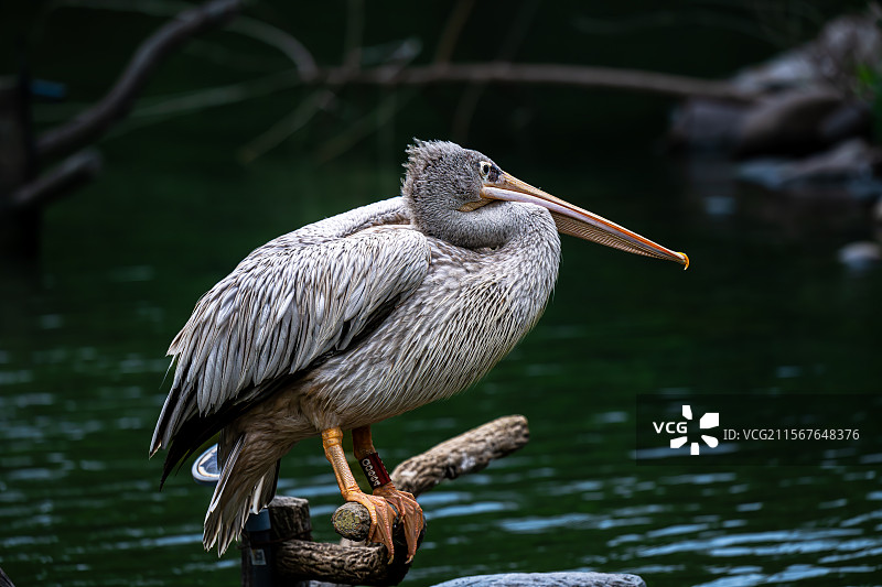 上海野生动物园-粉红鹈鹕图片素材