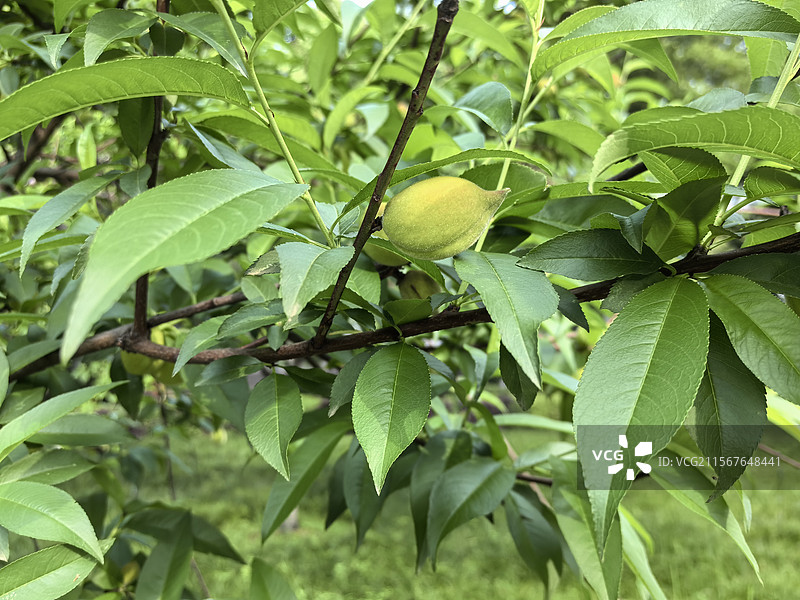 青涩的桃子图片素材