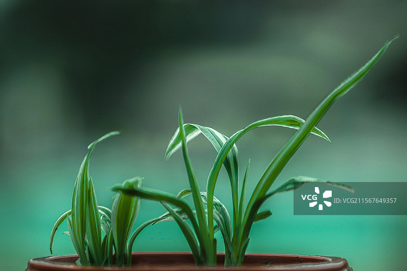 居家天台花盆兰花图片素材