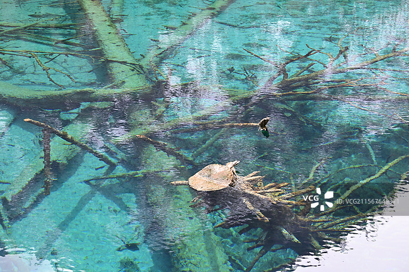 九寨沟五花海池中木图片素材