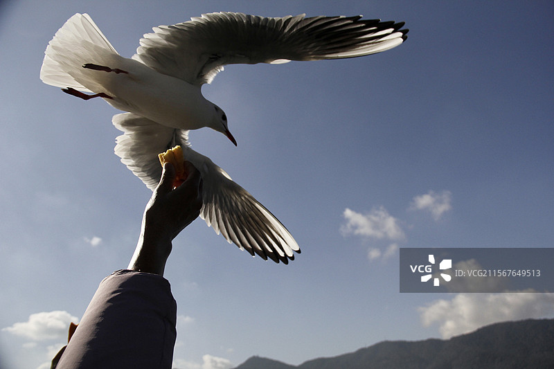海埂大坝上海鸥“扑”食物图片素材