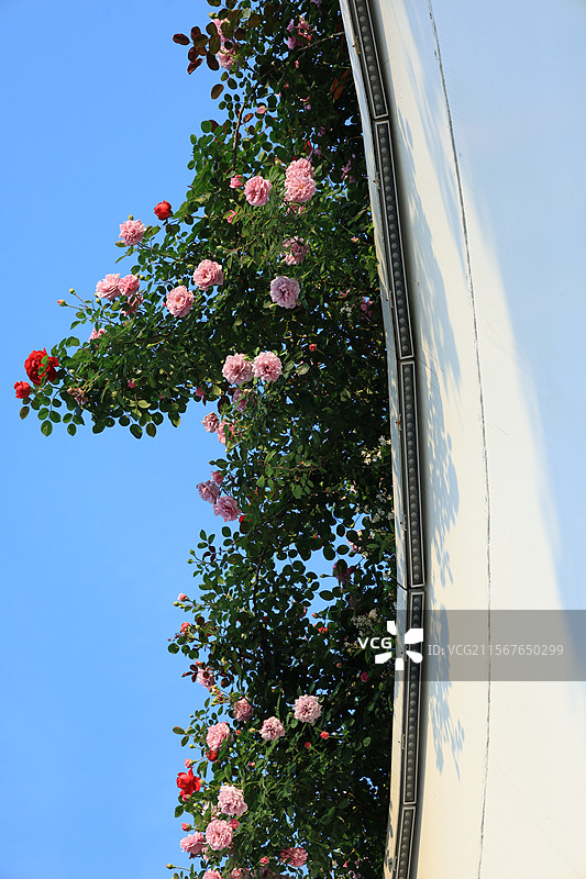 天桥上的花探出头图片素材