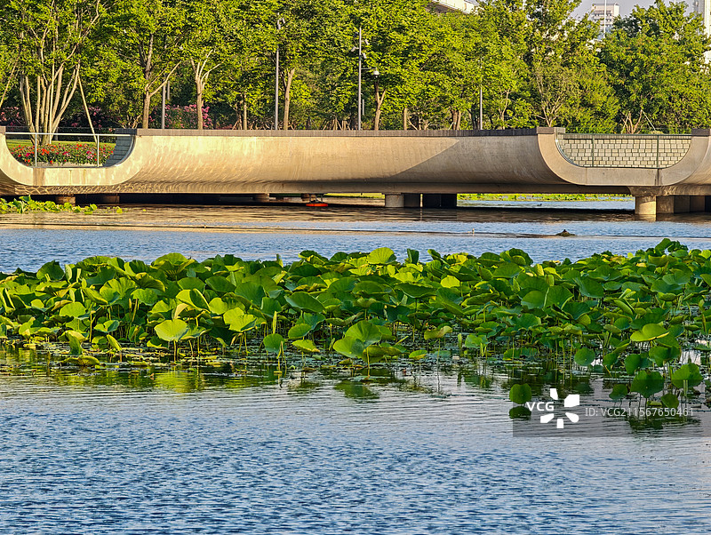 初夏上海世博文化公园舞动广场月洞桥与荷塘荷叶图片素材