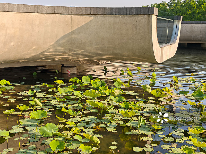 初夏上海世博文化公园舞动广场月洞桥与荷塘荷叶图片素材