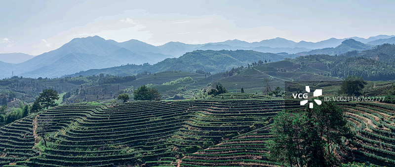 茶园（福建南平松溪）图片素材
