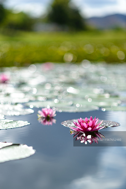 红色睡莲图片素材