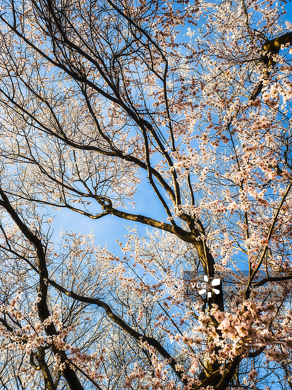 北京朝阳奥林匹克森林公园春天桃花溪春暖花开蓝天图片素材