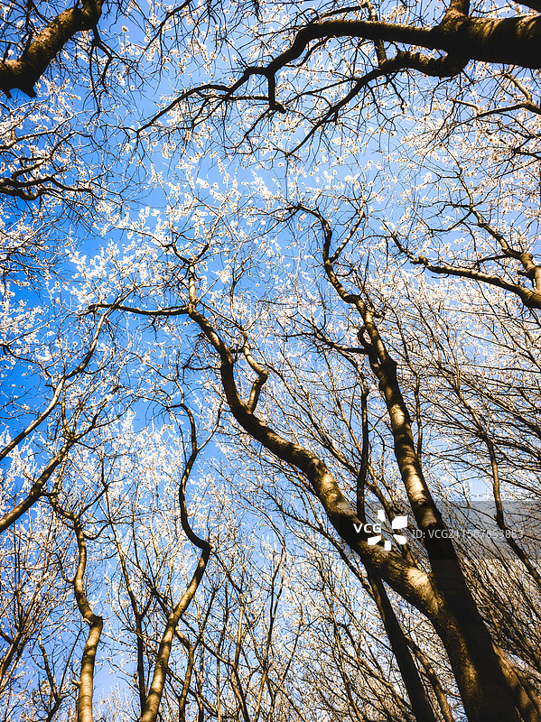 北京朝阳奥林匹克森林公园春天桃花溪春暖花开蓝天图片素材