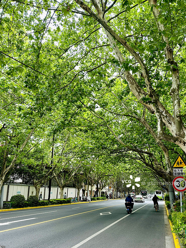 初夏街道绿树成荫图片素材