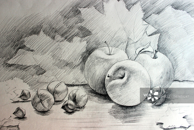 手绘 黑白 插画 写实 苹果 枫叶 核桃图片素材