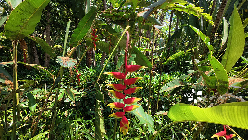 西双版纳中科植物园图片素材