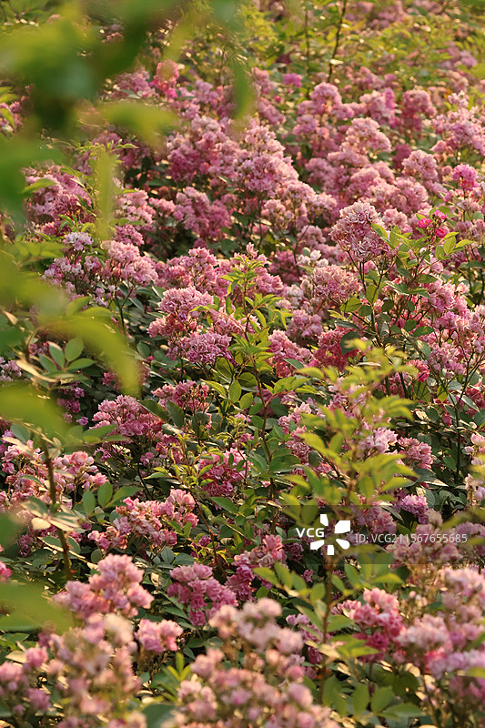 花团锦簇图片素材